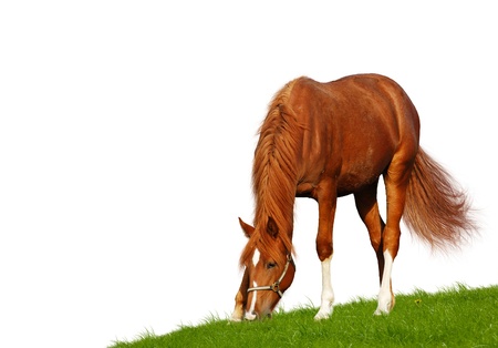 sorrel foal - isolated on whiteの写真素材