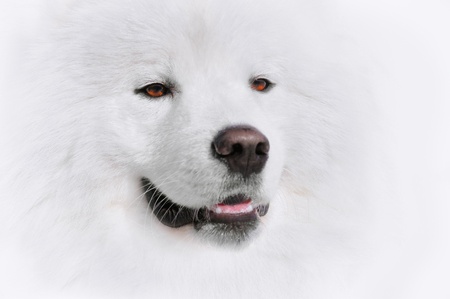 Portrait of samoyed dog om white backgroundの写真素材