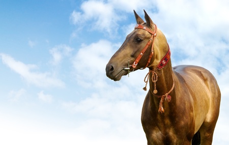 portrait of golden akhal-teke stallionの写真素材