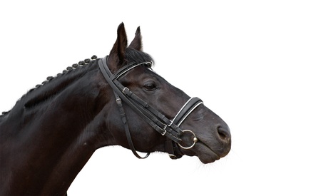 black horse isolated on whiteの写真素材