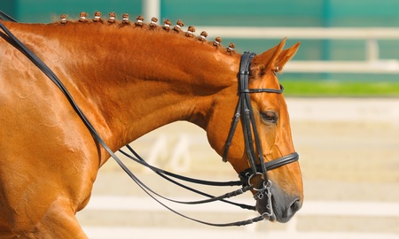 Equestrian sport - dressage / head of sorrel horseの写真素材