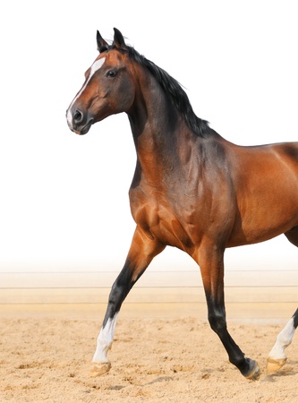 Bay Trakehner stallion trot on arenaの写真素材