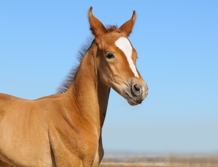 Sorrel foal on background of blue skyの写真素材