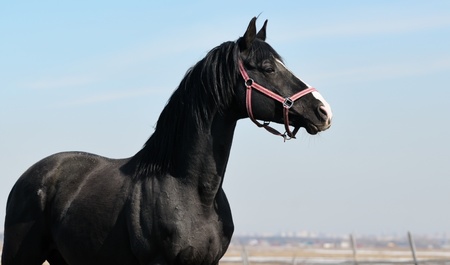Black stallion on background of blue skyの写真素材