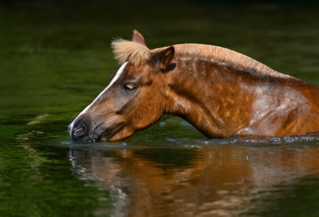 Sorrel Highland pony standing in a pond and drinkingの写真素材