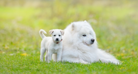 Samoyed dog and white puppy lie on a grassの写真素材