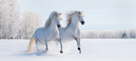 Two galloping white Welsh ponies on snow fieldの写真素材