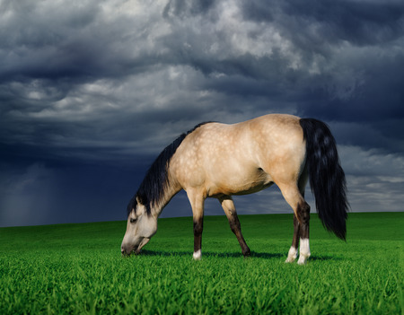 arabian pony on a meadow before a thunder-stormの写真素材