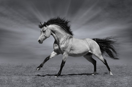 Chestnut horse in motion - black-and-white photoの写真素材