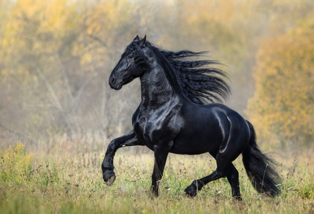 The black stallion of the Friesian breed walks in the autumn foggy woodの写真素材