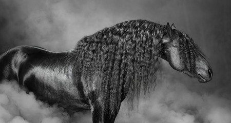 Portrait of black Frisian horse with long mane in the smoke, black and white photography