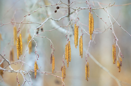 Spring blossoms tree birch with birch catkinsの写真素材