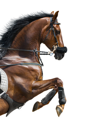 Close-up of chestnut jumping horse  in a hackamore on white backgroundの写真素材