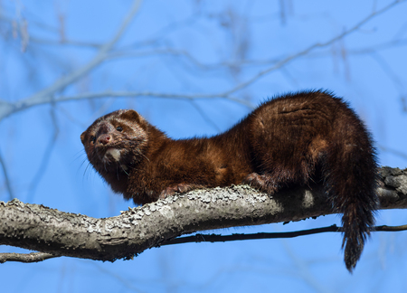 Close-up photo of American minks on a tree in branchesの写真素材