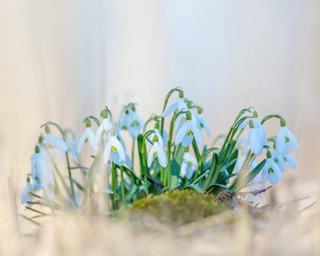 Spring snowdrop (Galanthus nivalis) flowers blooming in forestの写真素材