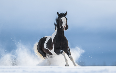 American Paint horse running gallop across a winter snowy fieldの写真素材