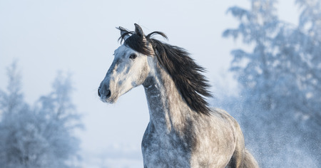 Portrait of grey purebred Spanish horse on winter backgroundの写真素材
