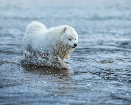 Samoyed dog wading through the water. Monochromatic summertime horizontal outdoors image.の写真素材