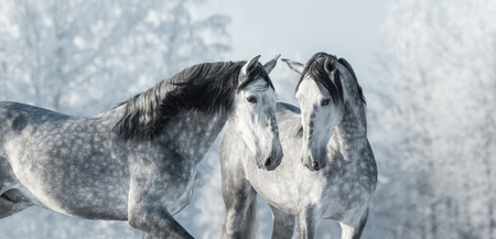 Two thoroughbred gray horses in winter forest. Monochromatic wintertime horizontal outdoors image.の写真素材