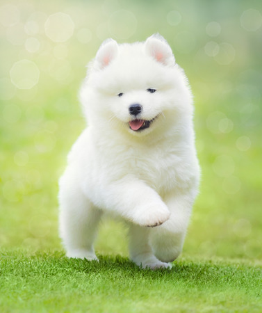 White puppy of Samoyed dog running on green grass.の写真素材