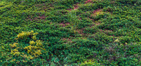 Thickets of alpine rhododendrons on a mountain slope. Caucasus mountains. Karachay-Cherkessia....