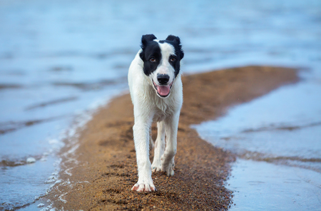 Spotty mongrel walks along sand spit on the seashore. Summertime horizontal outdoors image.の写真素材