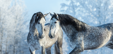 Portrait of two spanish grey stallions in winter forest on a blue sky background. Multicolored wintertime horizontal outdoors image.の写真素材