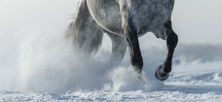 Grey horse run gallop in winter. Legs of horse close up.の写真素材