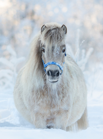 American miniature horse - palomino mare in blue halterの写真素材