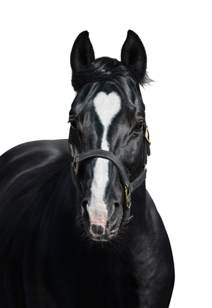 Black horse with heart mark. Unigue and rare colored. Isolated on white.の写真素材