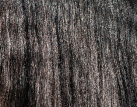 Closeup of gray horse long glitter mane. Nature background. の写真素材