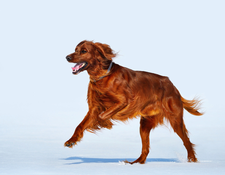 Happy dog breed Irish Red Setter runs across the snow field. Wintertime horizontal outdoors image.