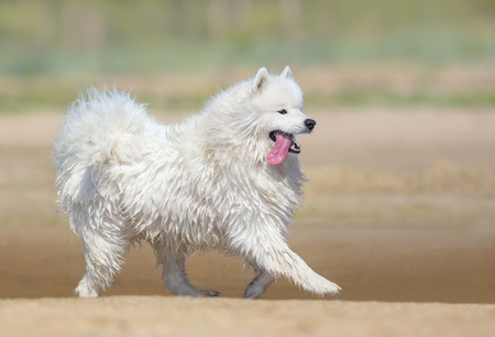 White samoyed dog running on beach. Full color nature background. Summertime horizontal outdoors image. Side view. の写真素材