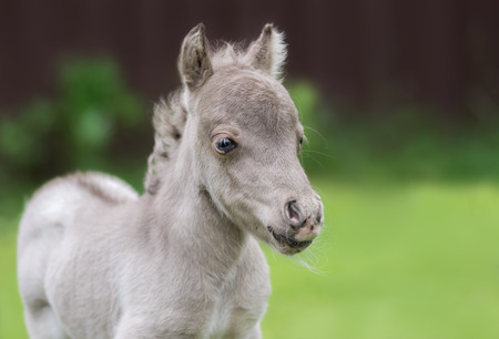 American miniature horse. Name - HF NOBLES GULLIVER. Male. Date of Birth 16 June 2017. Owner - Elena Chistyakova and Pony farm Hidalgo. Russia. Shoot date - 21 June 2017.の写真素材