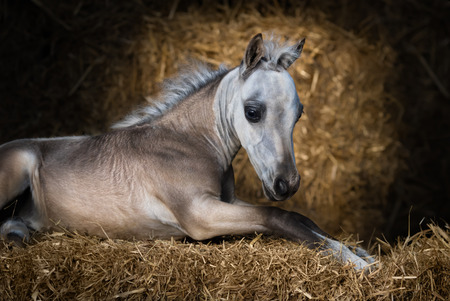 American Miniature Horse. Dun foal lying on straw in stable.の写真素材