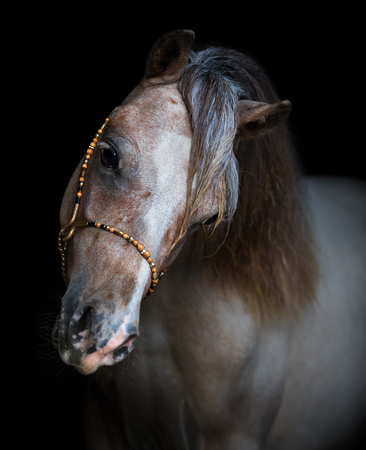 American Miniature Horse. Vertical portrait on black background.の写真素材