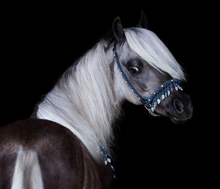 Silver-black American Shetland Pony. Close up portrait on black background.の写真素材
