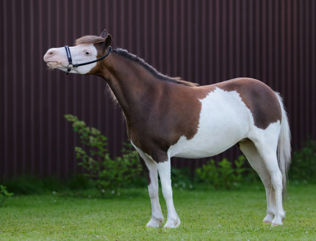 American miniature horse. Pinto mare standing on green grass on dark background.の写真素材