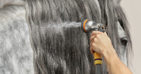 Long glitter mane of gray horse is washed with water from hose. Selective focus on hand with hose, blur mane.の写真素材