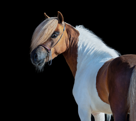 Skewbald American Miniature Horse looking back on black background.の写真素材