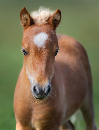 American Miniature Horse. Portrait chestnut foal with white star.の写真素材