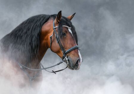 Spanish bay horse with long mane in bridle in light smoke.