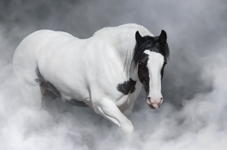 Portrait of Irish tinker horse in light smoke.の写真素材