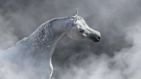 Portrait of elegance white Arabian horse in light mist.の写真素材