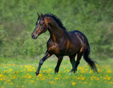 Bay horse free running in meadow in yellow flowers. Summertime horizontal outdoors image.の写真素材