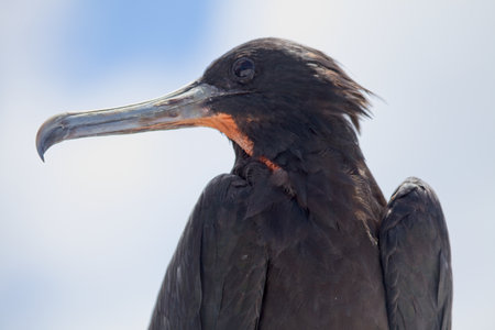 Side on close up portrait of Magnificent Frigatebird (Fregata magnificens) with long beak, Galapagos...