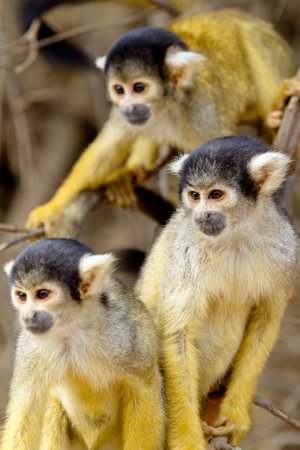 Group of Golden Squirrel Monkey (Saimiri sciureus) Pampas del Yacuma, Bolivia.