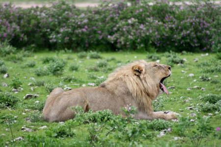 Side on portrait of wild lion (Panthera leo) lying on ground and  yawning in Etosha National Park, Namibia.の写真素材
