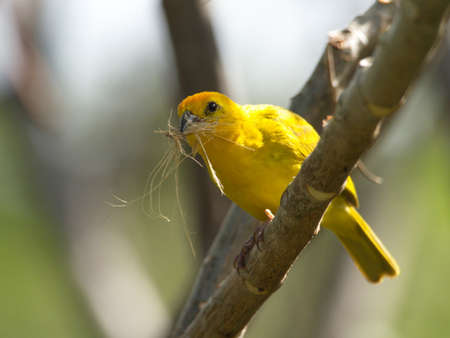 Yellow warbler (Setophaga petechia) building nest with twigs in mouth Vilcabamba, Ecuador.