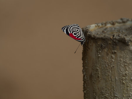 Closeup of upside down Eighty-eight 88 butterfly (Diaethria anna) Podocarpus National Park, Ecuador.の写真素材